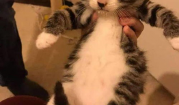 小奶猫视频,小奶猫视频里的温馨日常